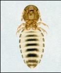 PestMgt_Biting louse